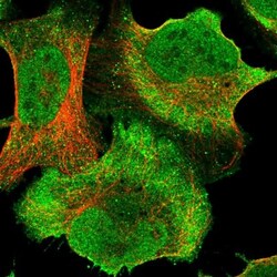 TUG Antibody, Novus Biologicals 0.1mL; Unlabeled:Antibodies, Polyclonal